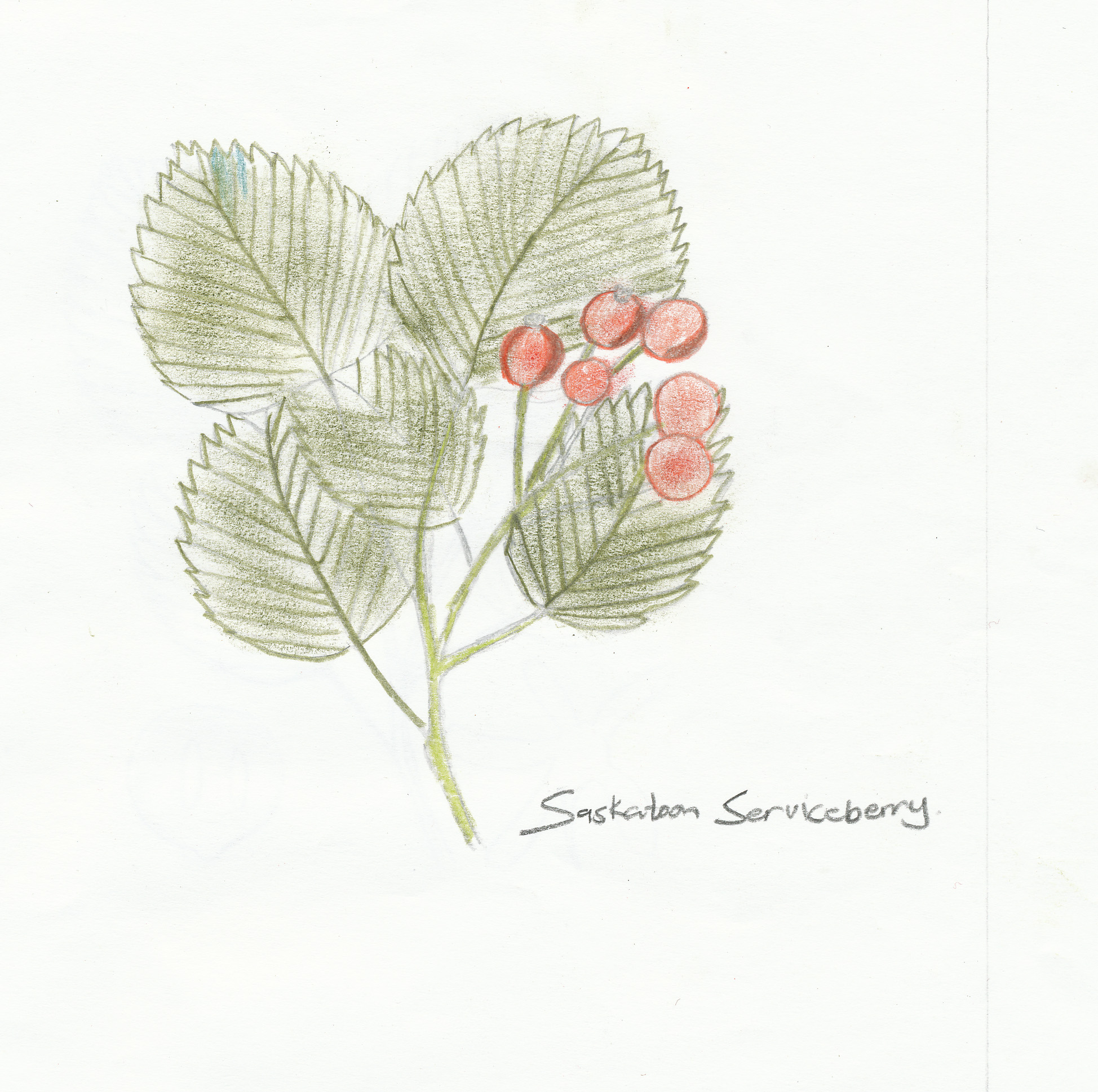 Image of Comfrey saskatoon berry companion plant